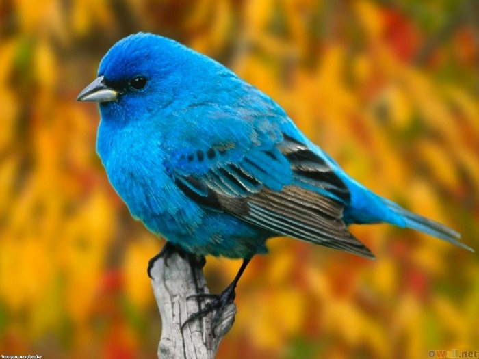 twitter_bird