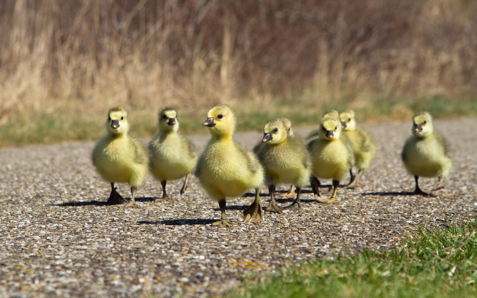 Little ducks walking on the street